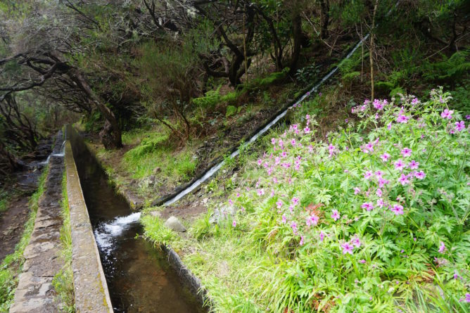 Une levada, canal d'irrigation typique de Madère, qui sert de chemin de randonnée